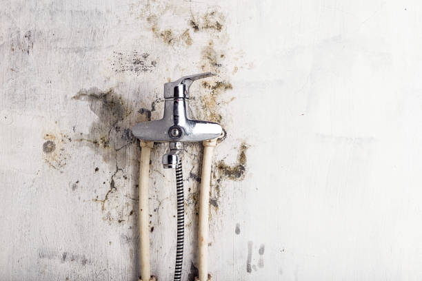 Best Certified Mold Removal  in Celoron, NY