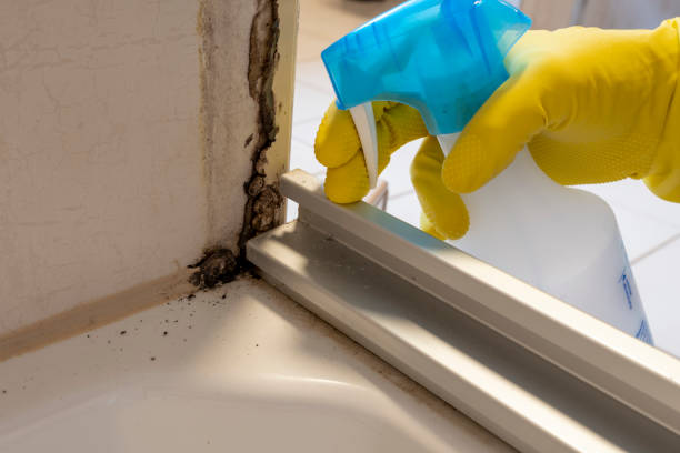Best Professional Mold Removal  in Celoron, NY