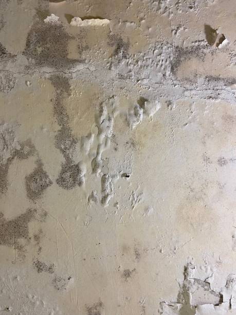 Best Mold Testing  in Celoron, NY