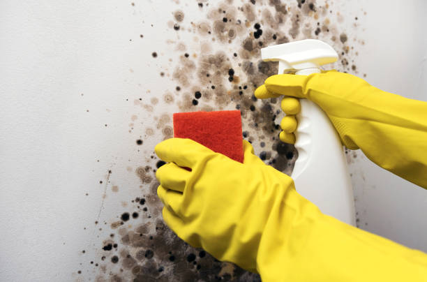 Best Mold Damage Repair  in Celoron, NY