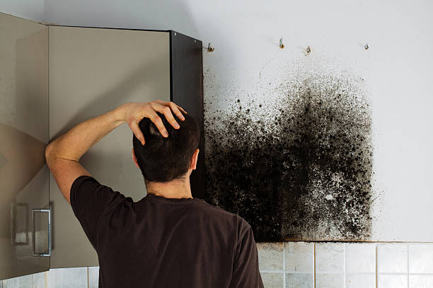 Best Home Mold Removal  in Celoron, NY